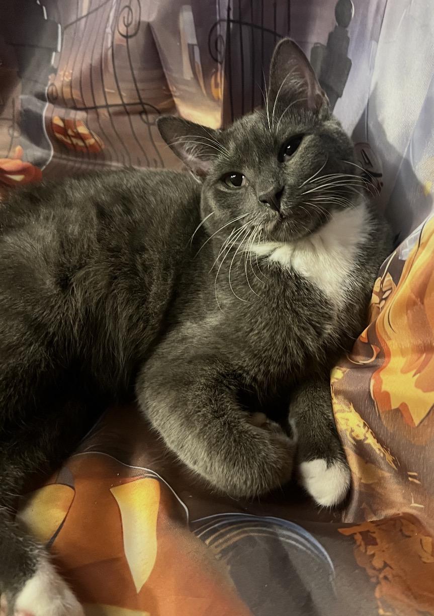 Enlarge Anthony ( Playful & loving), a Adoptable Domestic Short Hair in Staten island, NY image 6/6