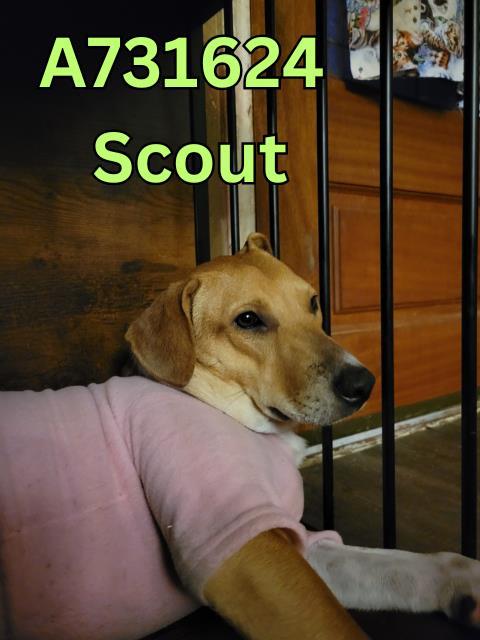Enlarge SCOUT, a Adoptable mixed breed in San Antonio, TX image 1/1