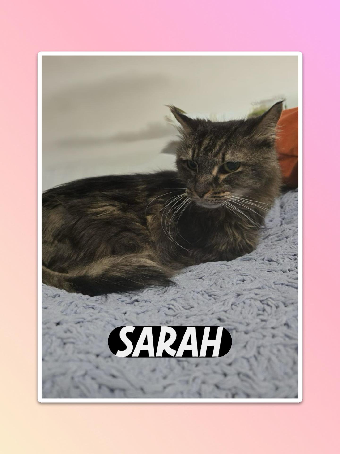 Enlarge Sarah, a ADOPTABLE Maine Coon in Parkland, FL image 1/3