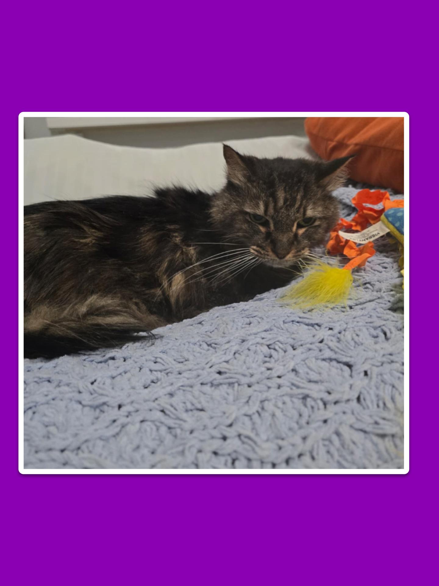 Enlarge Sarah, a ADOPTABLE Maine Coon in Parkland, FL image 2/3