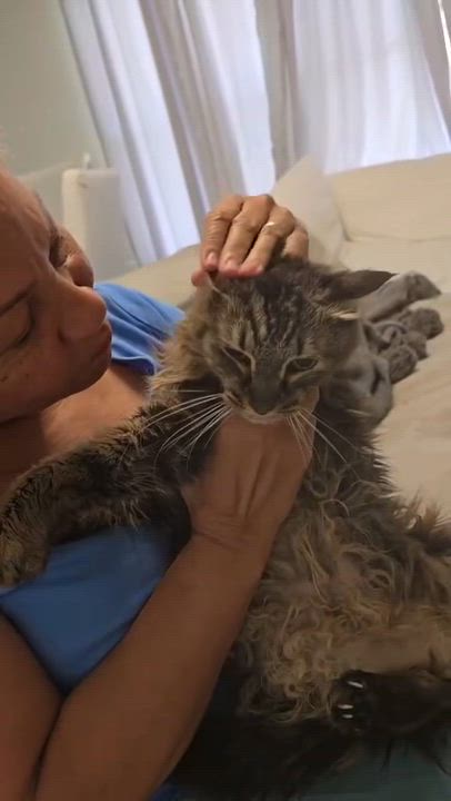 Enlarge Sarah, a ADOPTABLE Maine Coon in Parkland, FL video 3/3