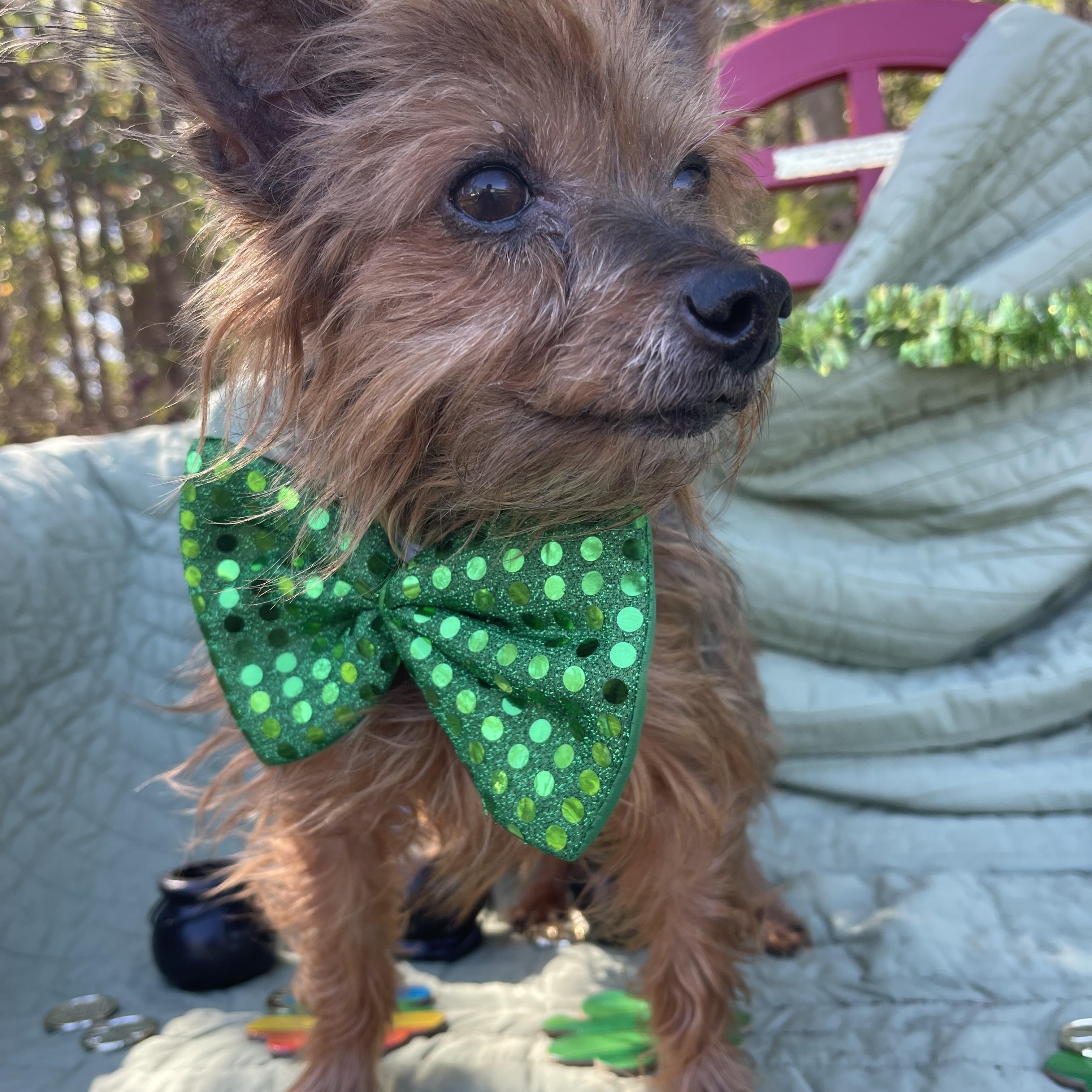 Vinny, an adopted Yorkshire Terrier in Sebring, FL image 2/4