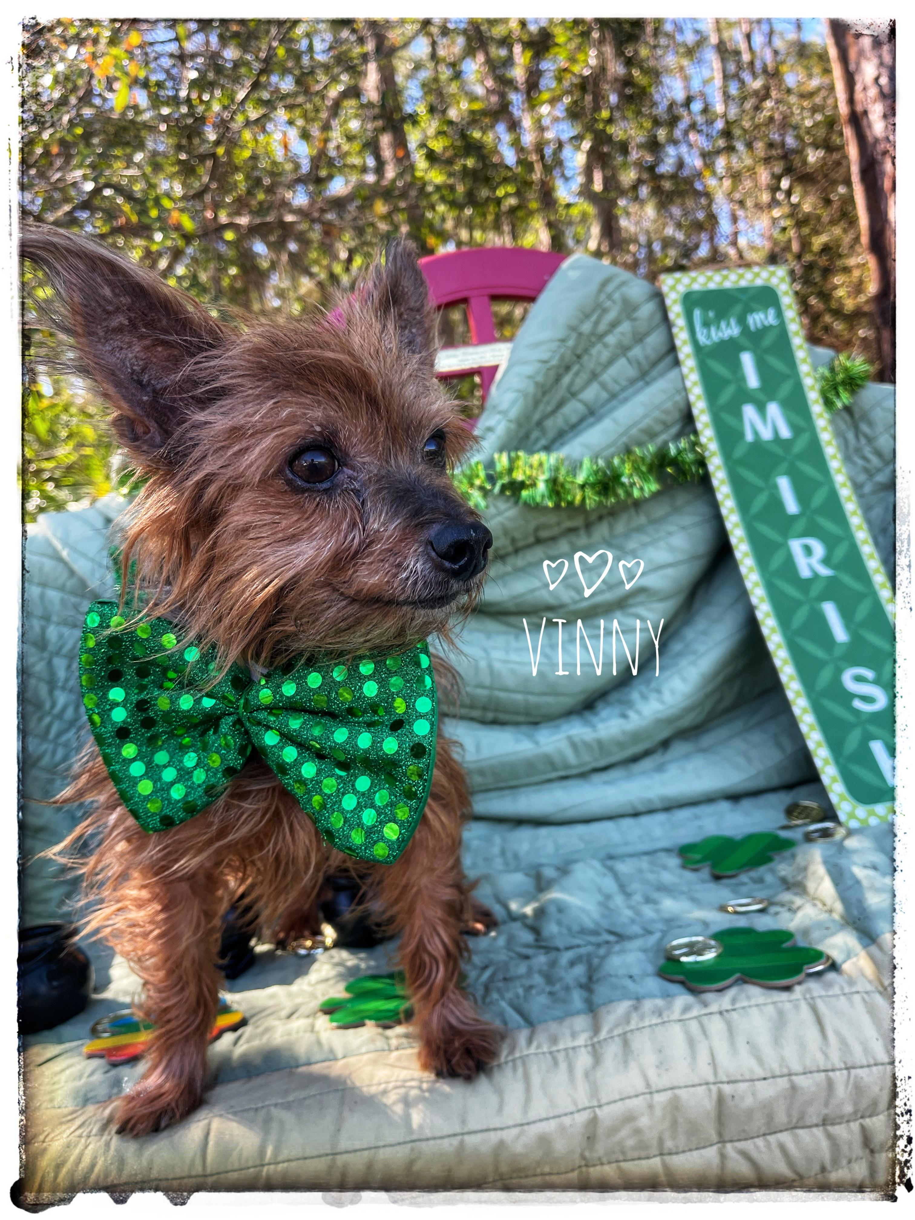 Vinny, an adopted Yorkshire Terrier in Sebring, FL image 1/4