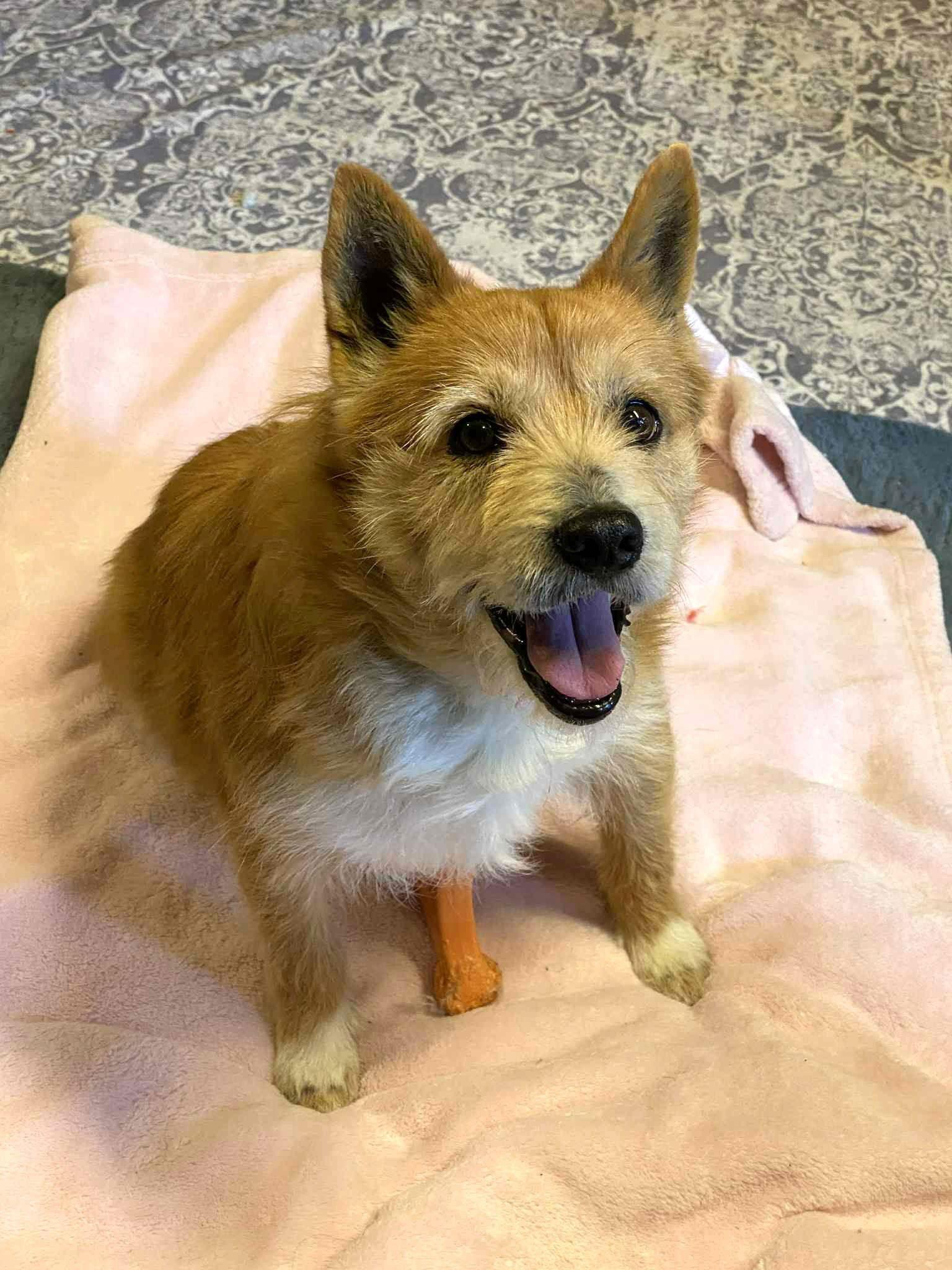 Enlarge Jake, a Adoptable Norwich Terrier in Arlington, VA image 1/3
