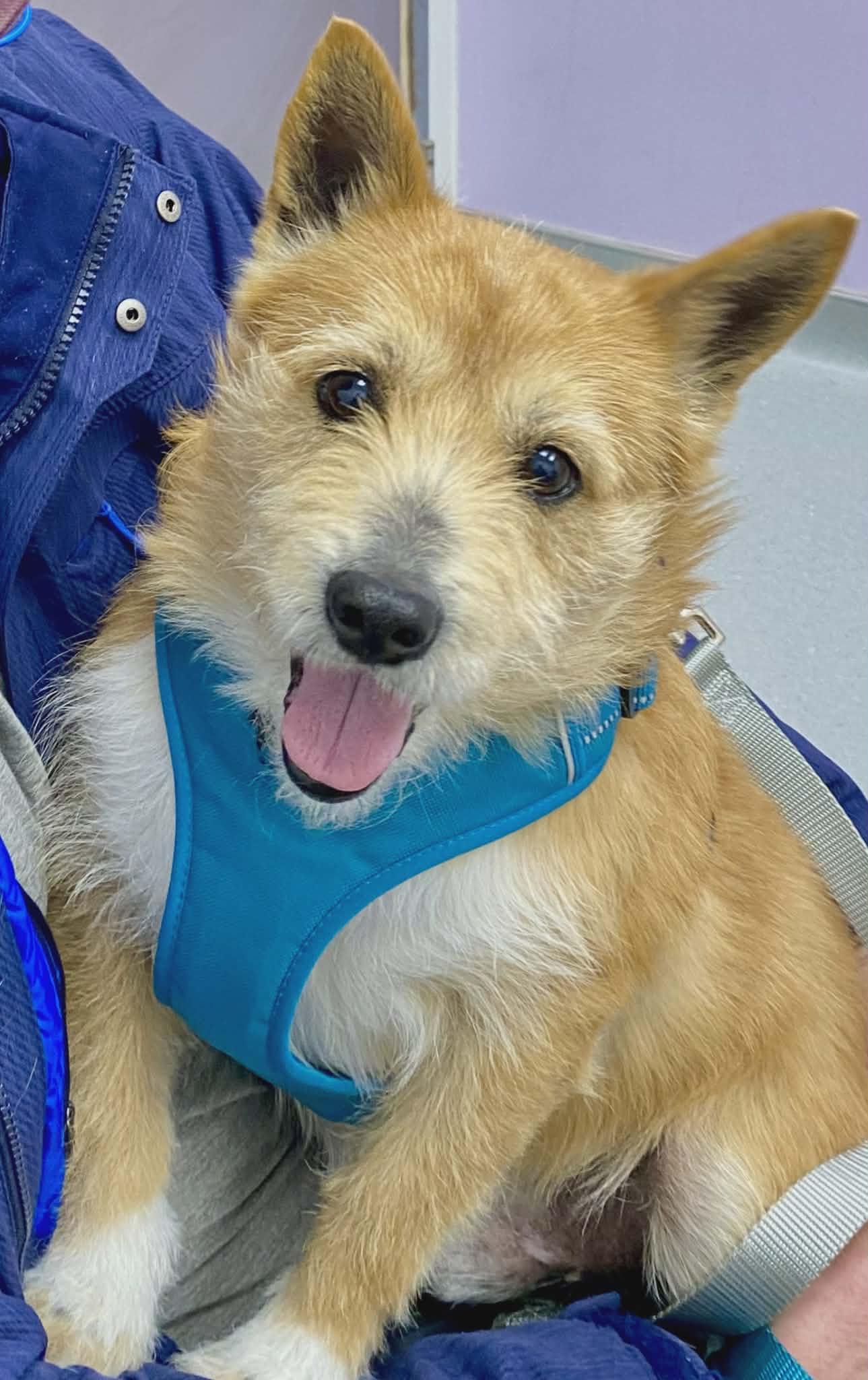 Enlarge Jake, a Adoptable Norwich Terrier in Arlington, VA image 2/3