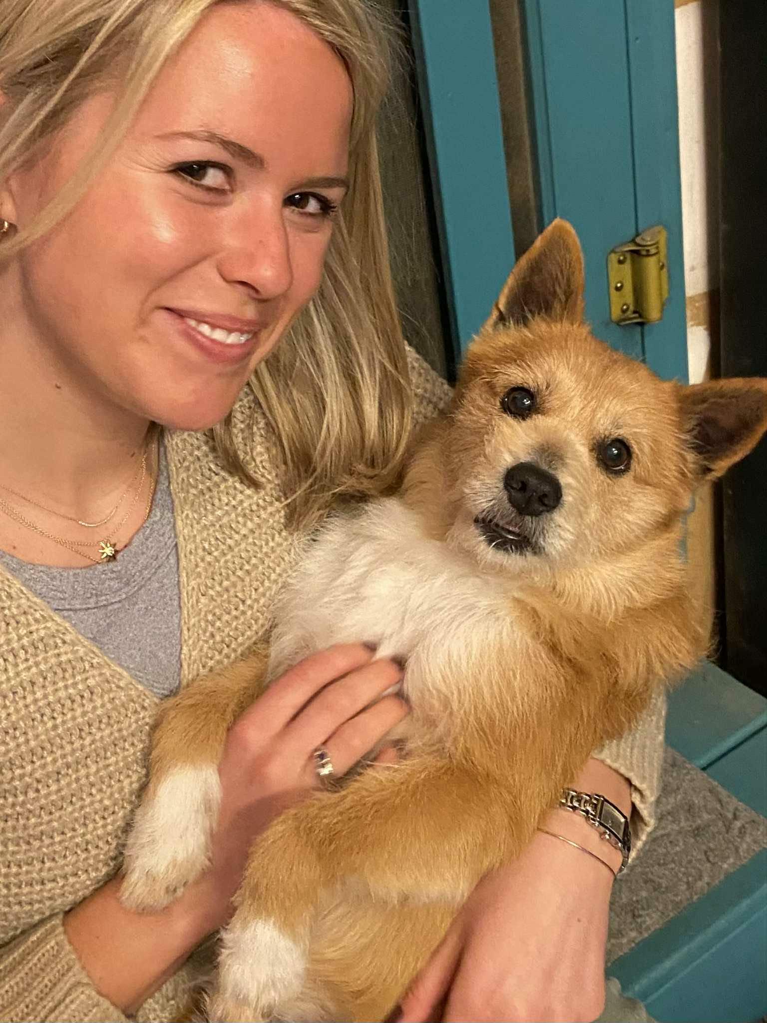 Enlarge Jake, a Adoptable Norwich Terrier in Arlington, VA image 3/3