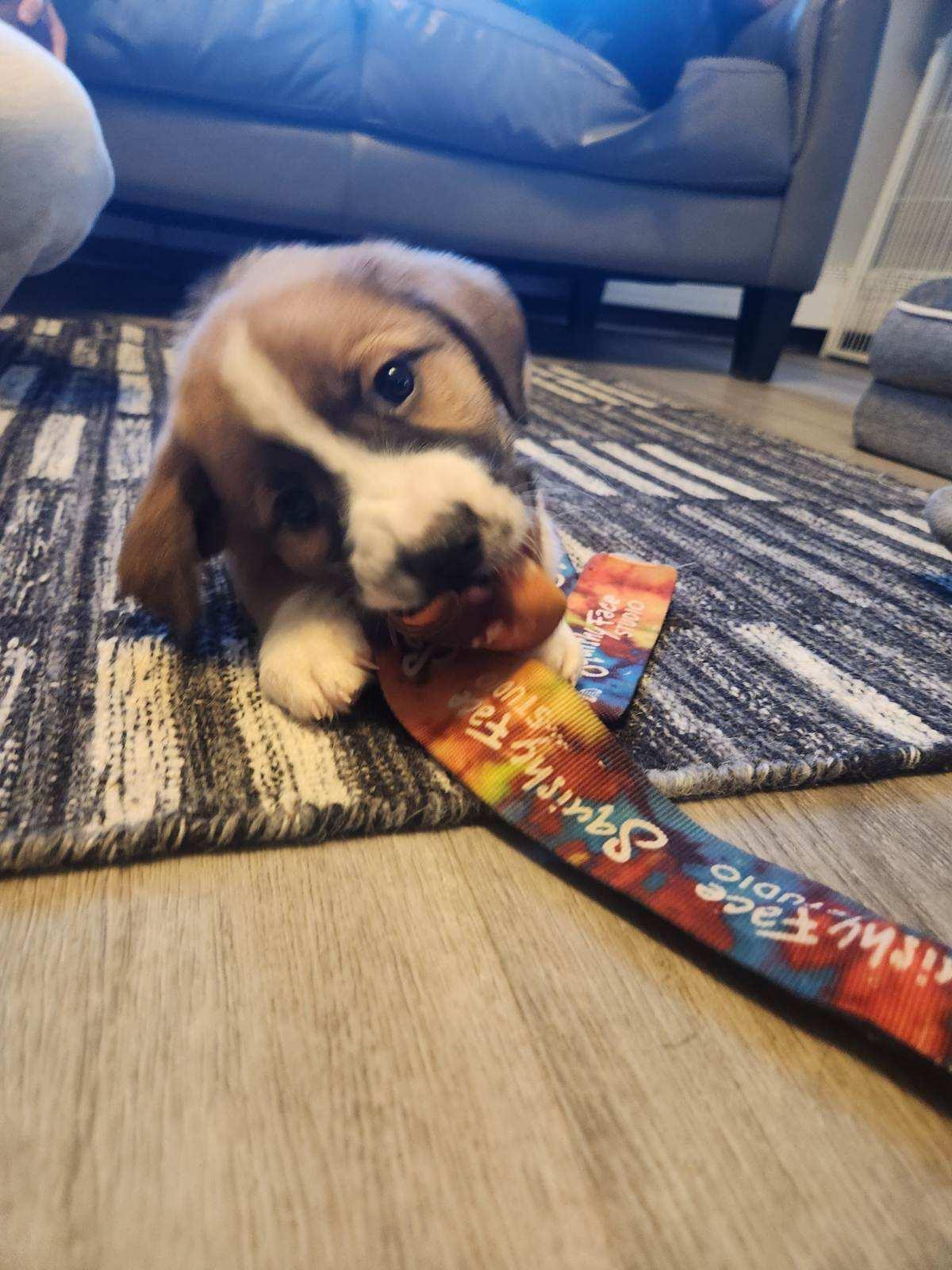 Vinny, an adopted mixed breed in Copiague, NY image 2/5