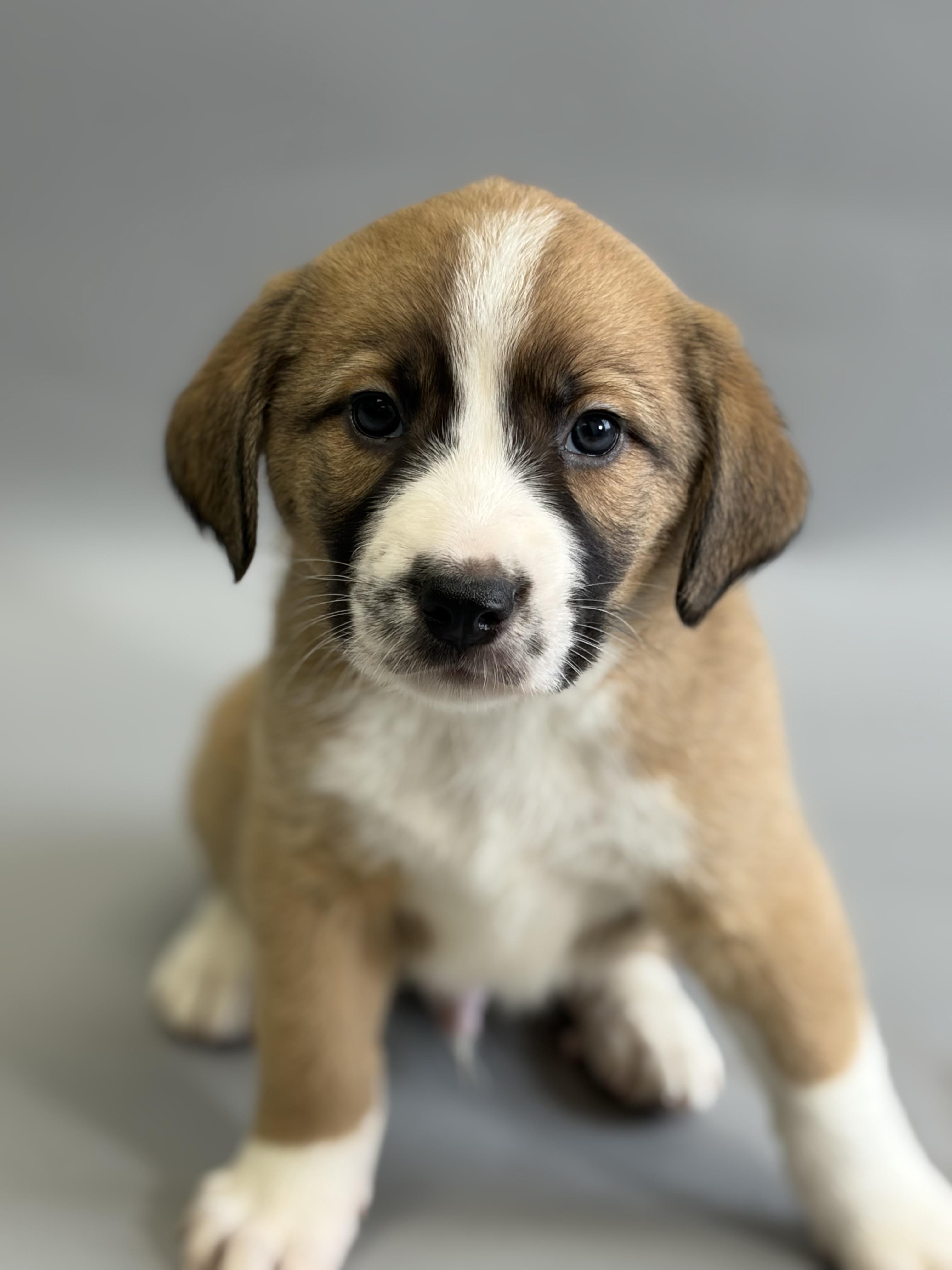 Vinny, an adopted mixed breed in Copiague, NY image 3/5