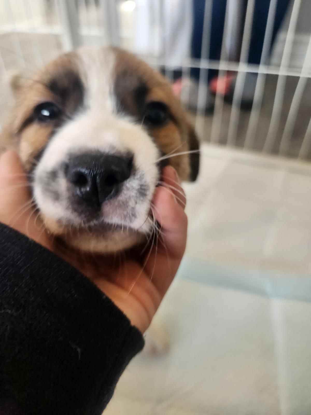 Vinny, an adopted mixed breed in Copiague, NY image 5/5