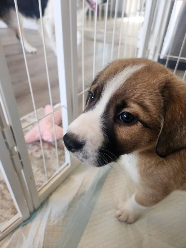 Vinny, an adopted mixed breed in Copiague, NY image 4/5