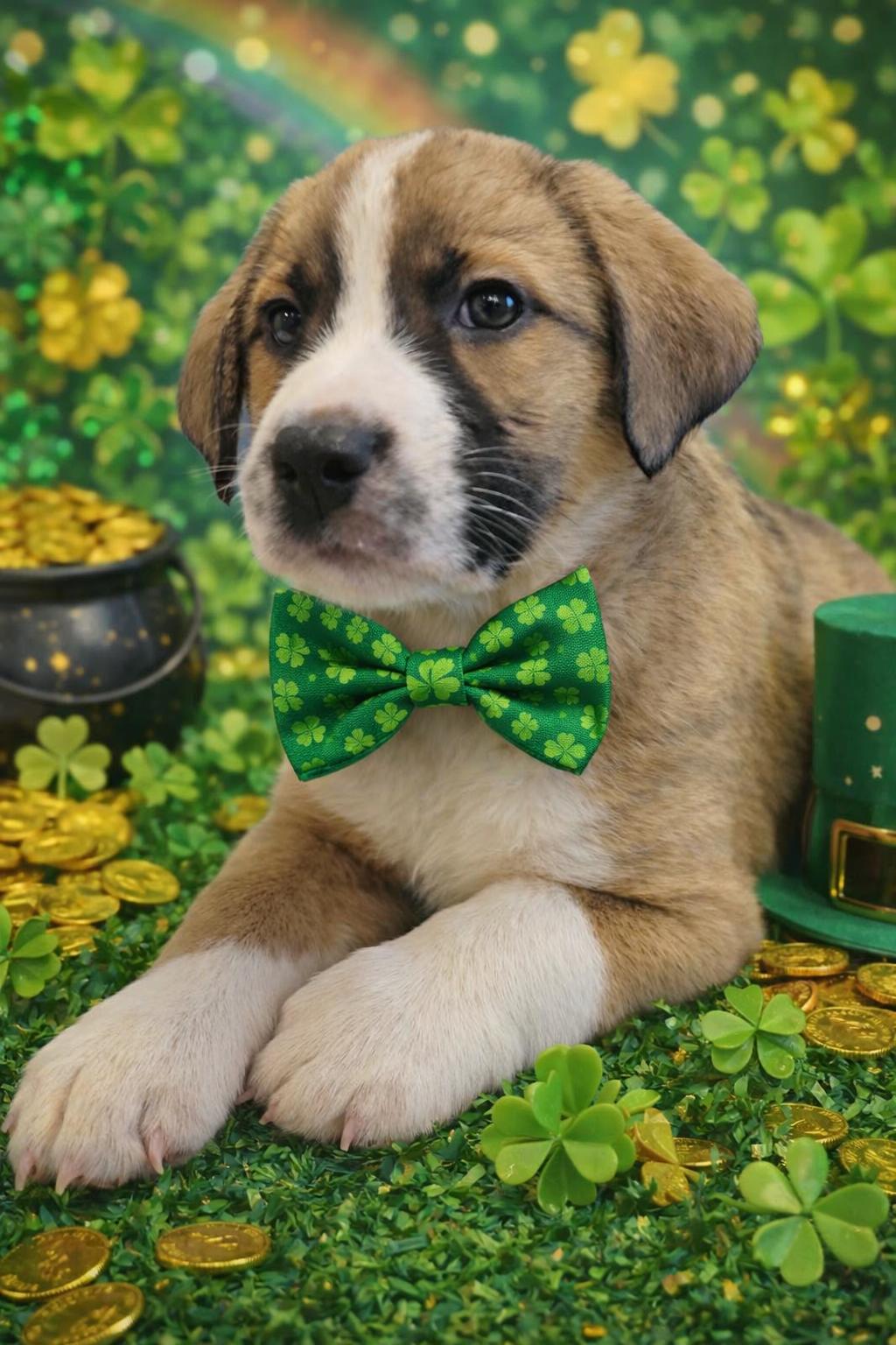 Vinny, an adopted mixed breed in Copiague, NY image 1/5