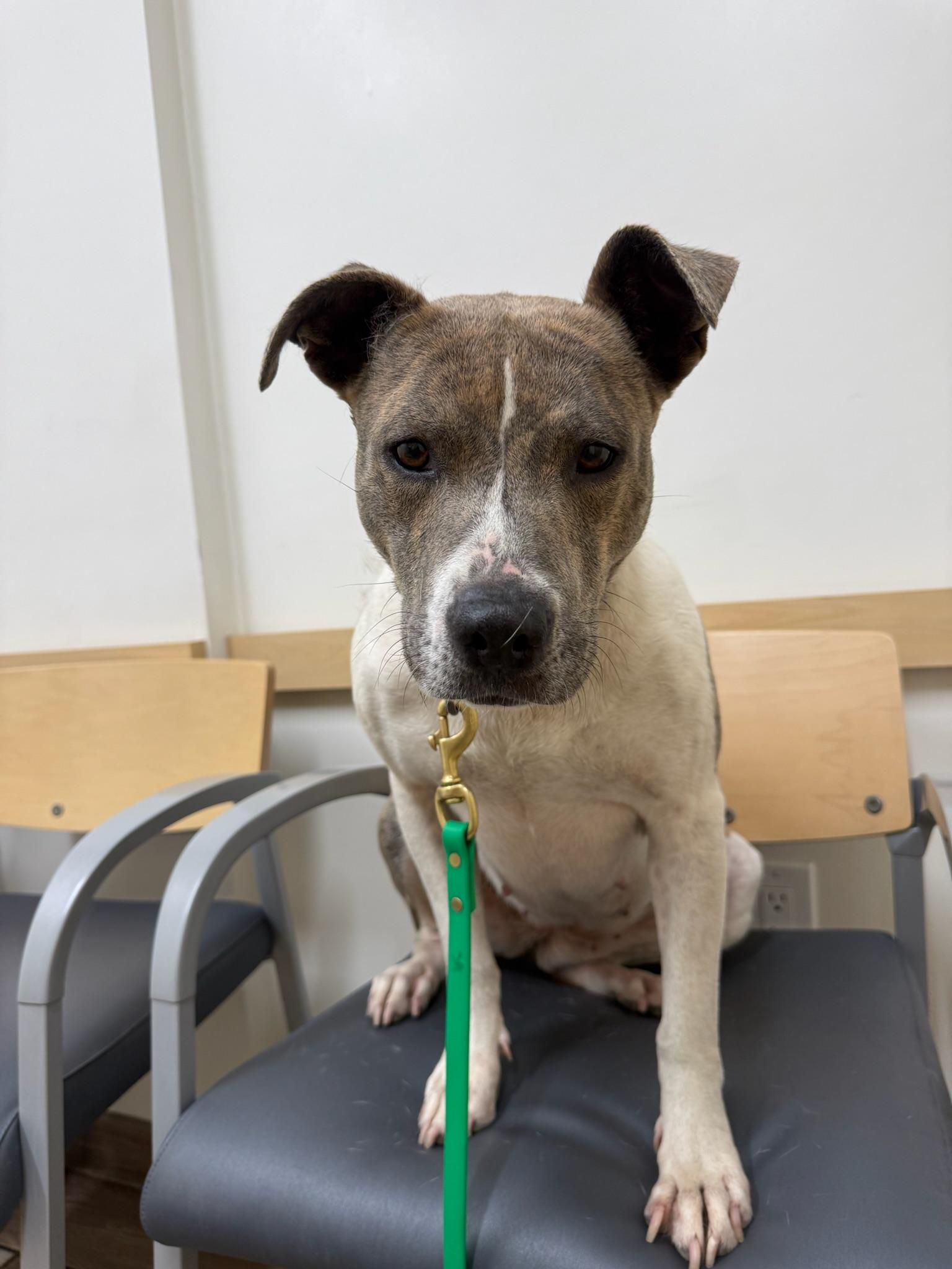 Enlarge Sophia, a Adopted mixed breed in Huntington Beach, CA image 5/5