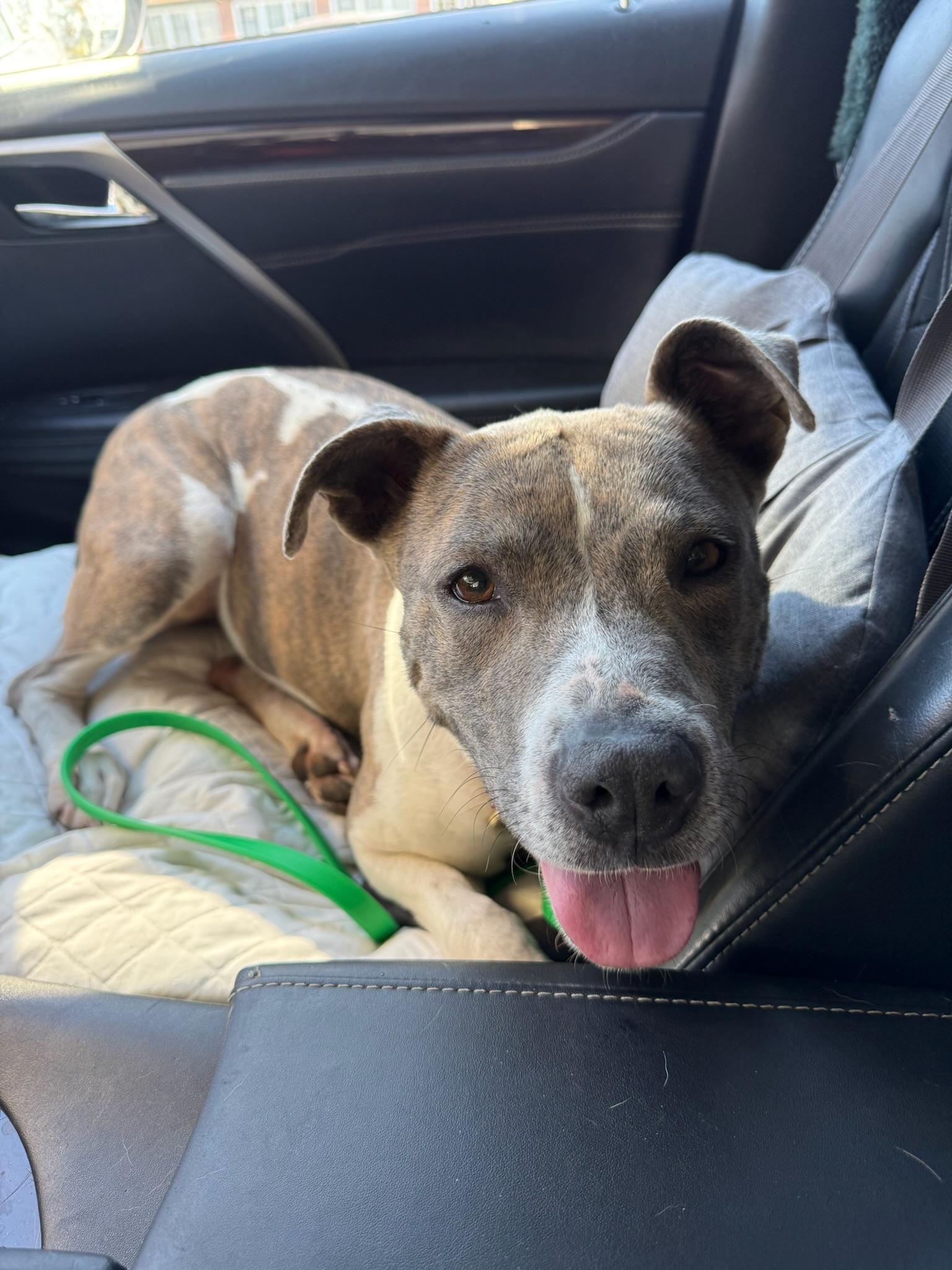 Enlarge Sophia, a Adopted mixed breed in Huntington Beach, CA image 4/5