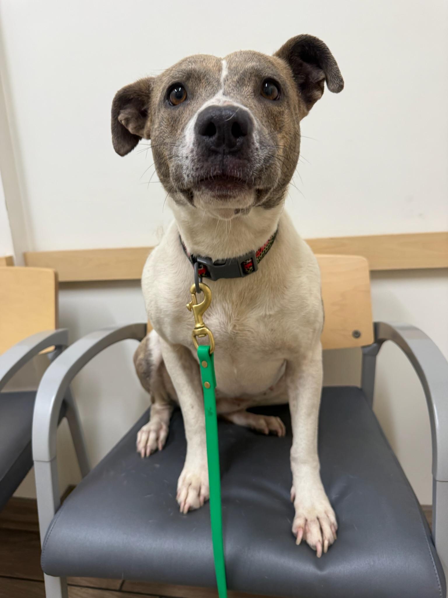 Sophia, Adopted, Young Female Staffordshire Bull Terrier.