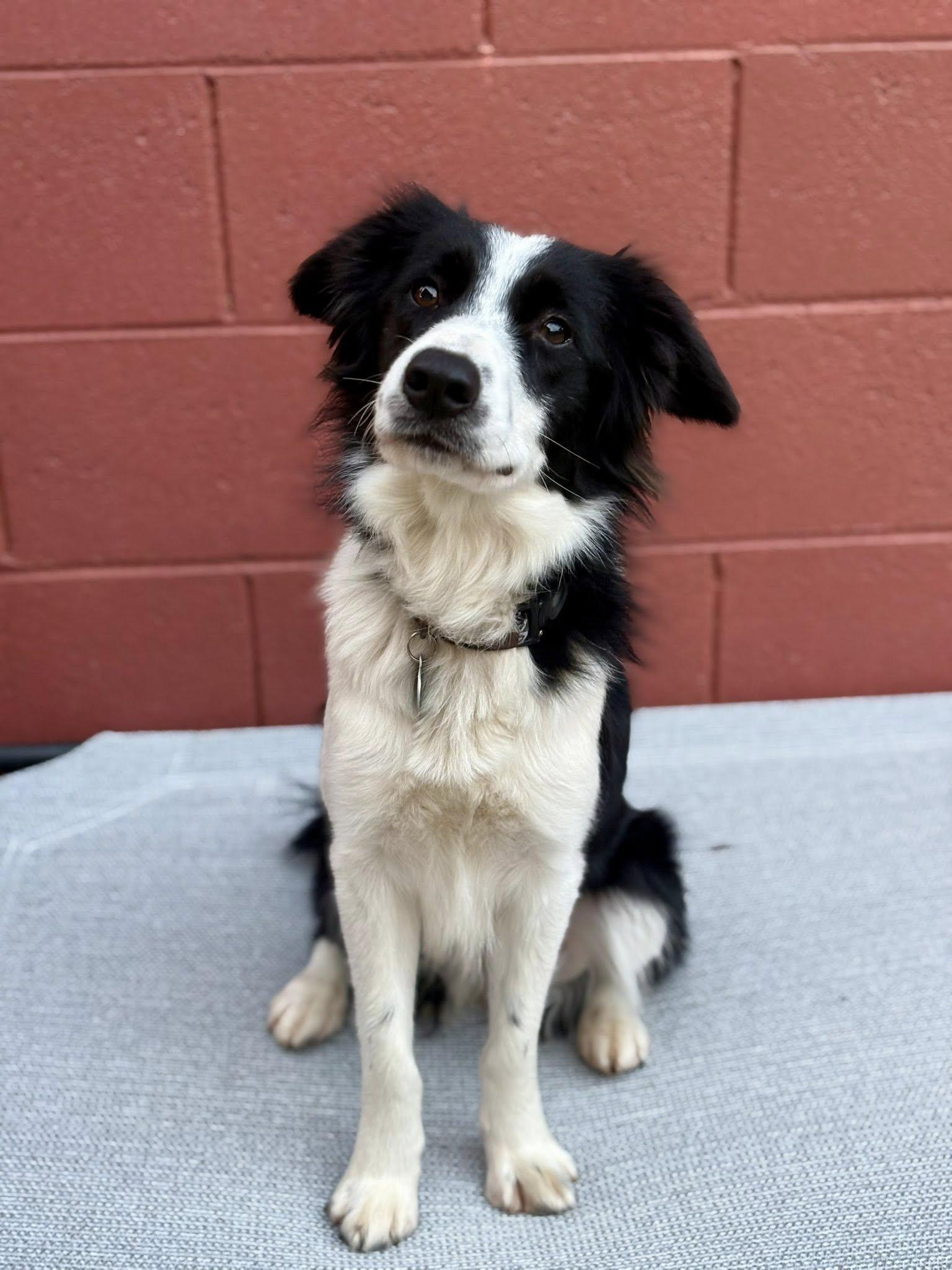Derby, Adoptable, Adult Female Border Collie.