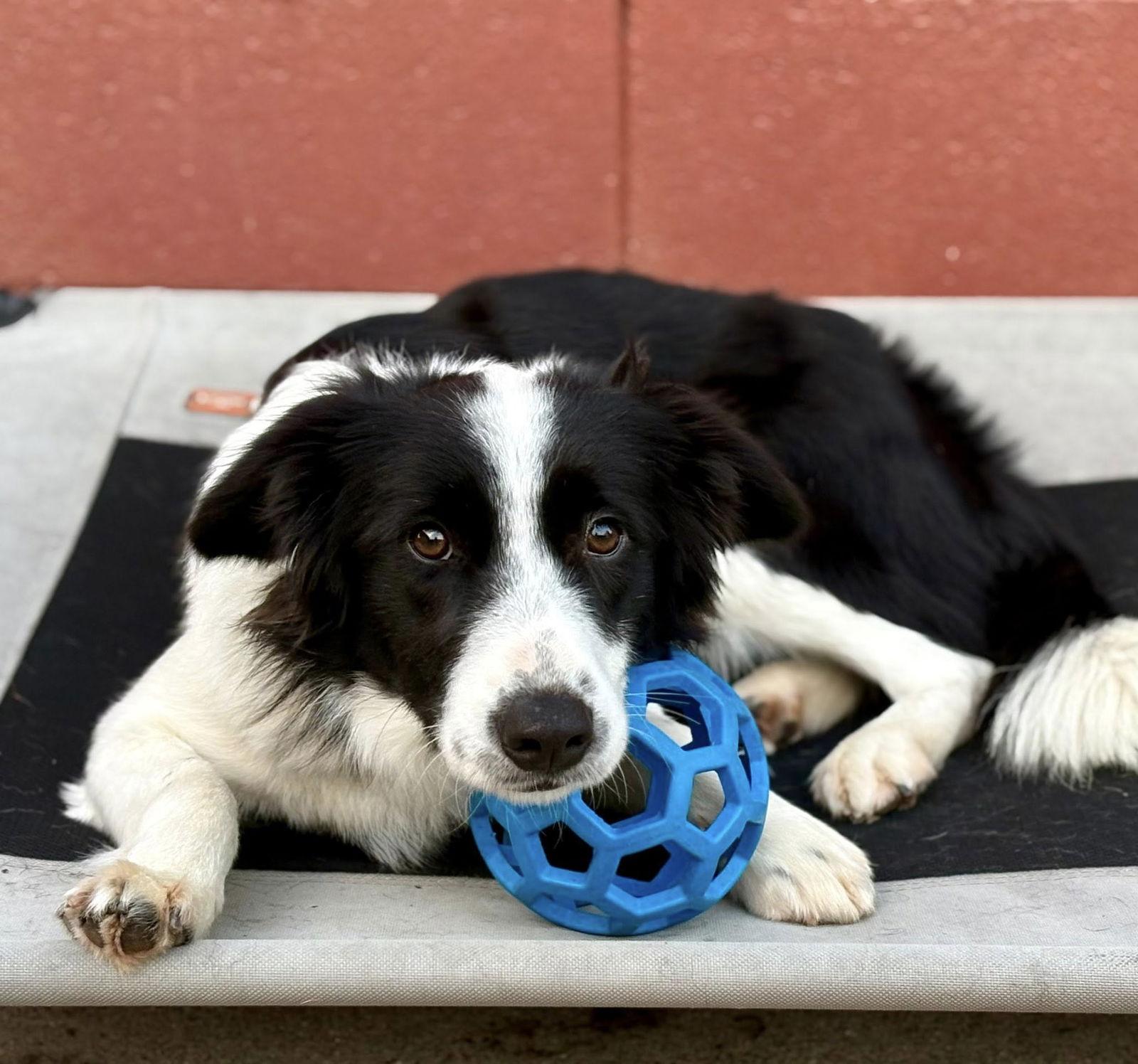 Derby, a Adoptable Border Collie in Paso Robles, CA image 2/3
