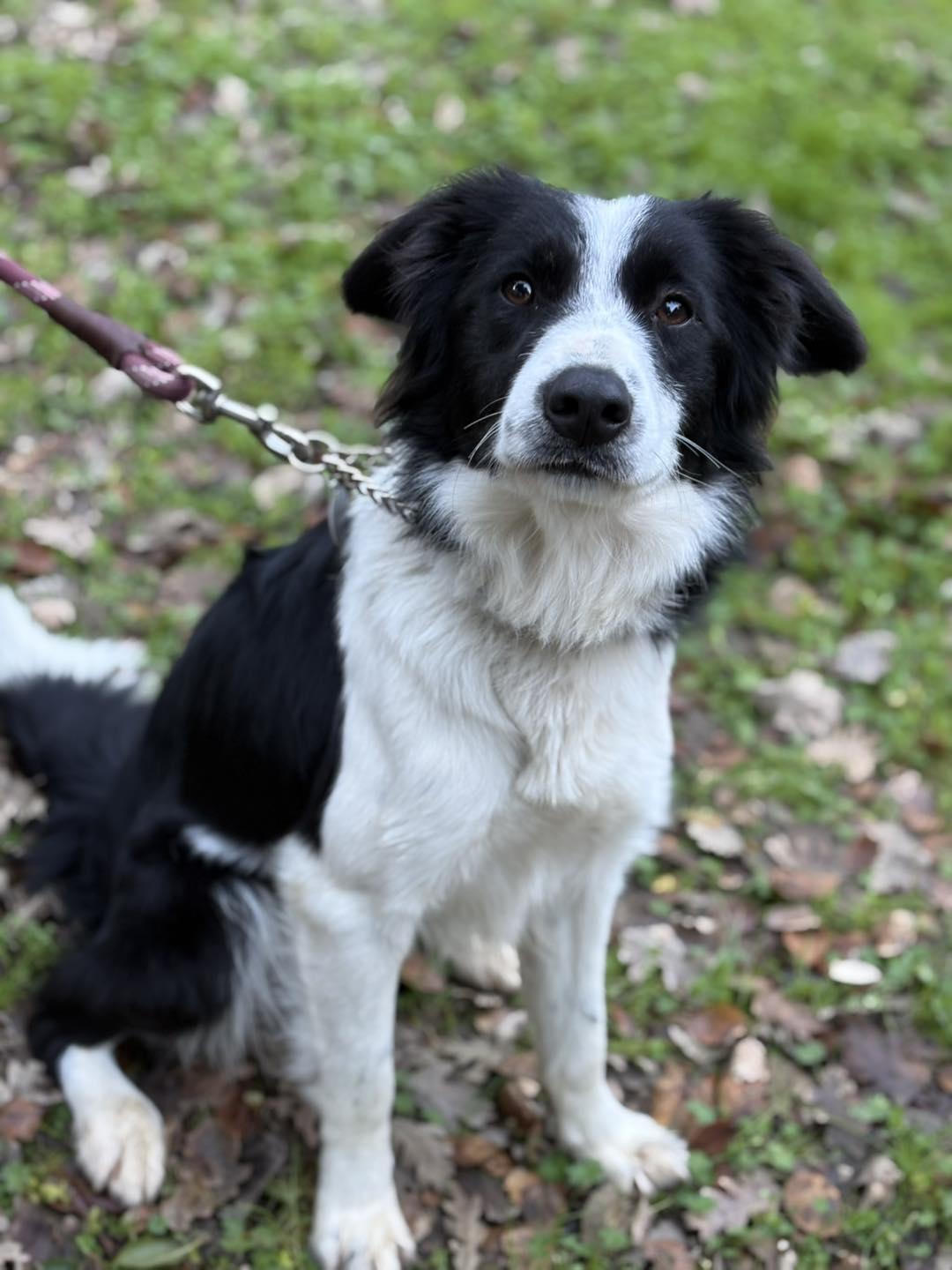 Derby, a Adoptable Border Collie in Paso Robles, CA image 3/3