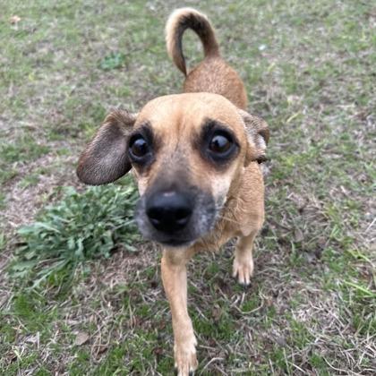 Enlarge Kahlua, a Adoptable mixed breed in Sterling Heights, MI image 1/1