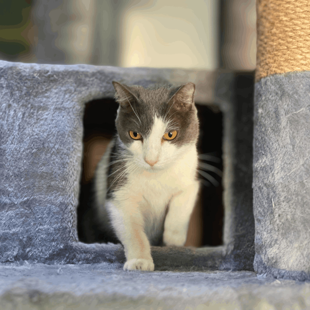 Enlarge Dexter, an adoptable Domestic Short Hair in Phoenix, AZ image 4/6
