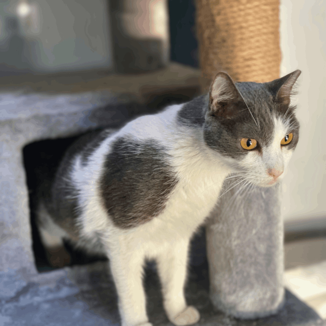 Enlarge Dexter, an adoptable Domestic Short Hair in Phoenix, AZ image 5/6