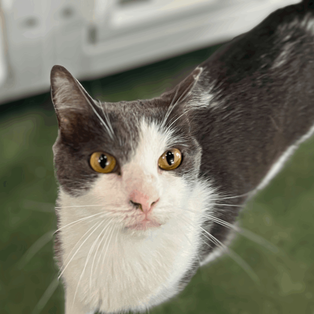 Enlarge Dexter, an adoptable Domestic Short Hair in Phoenix, AZ image 3/6