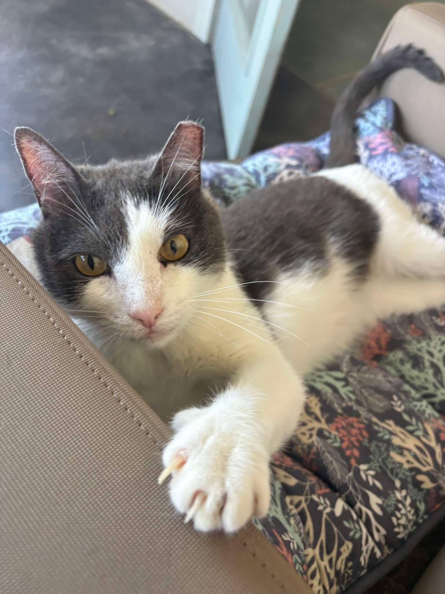 Dexter, adoptable, Adult Male Domestic Short Hair.
