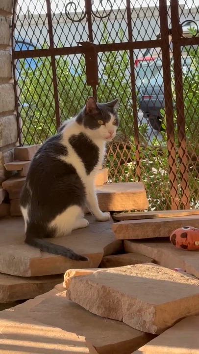 Enlarge Dexter, an adoptable Domestic Short Hair in Phoenix, AZ video 6/6