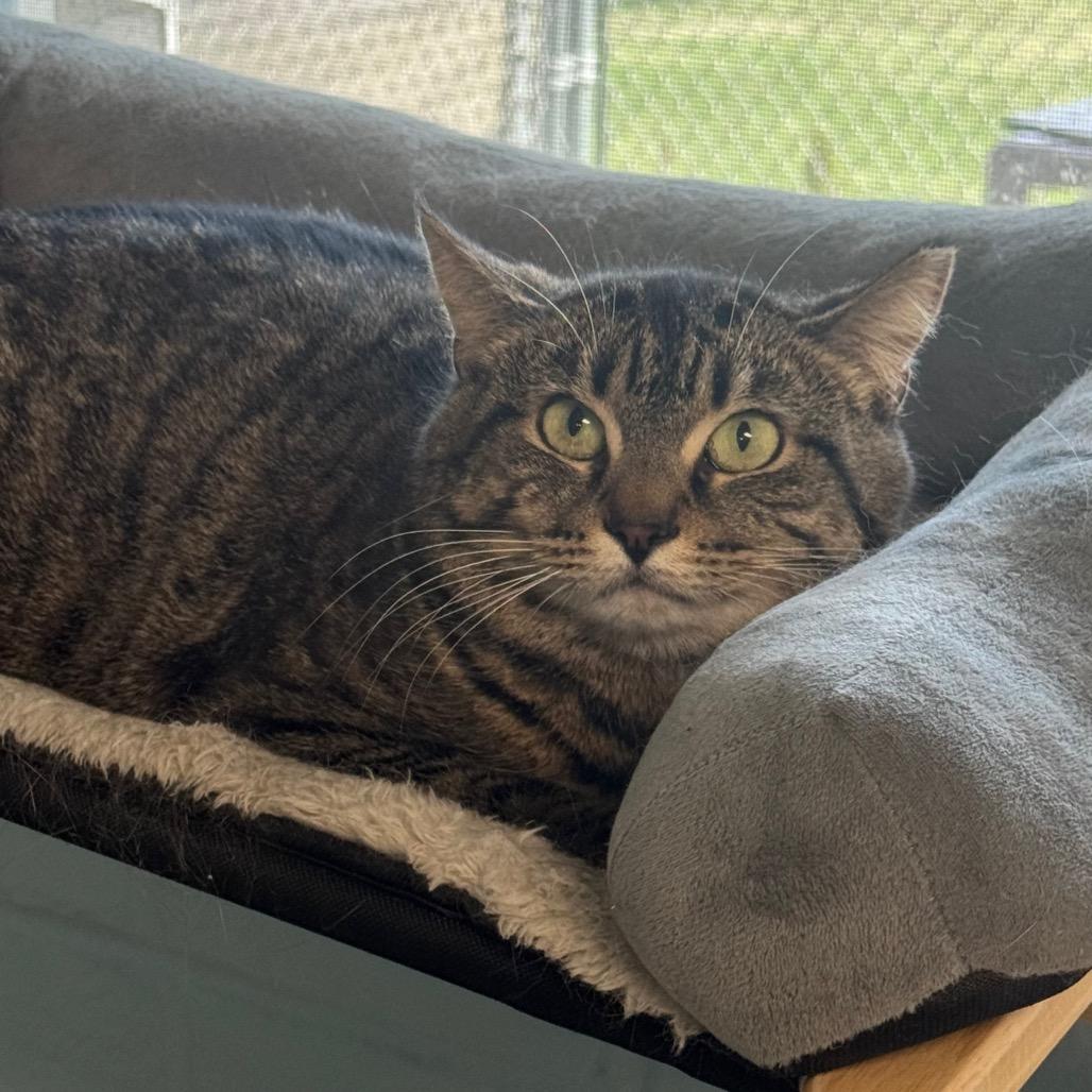 Esme, a Adoptable Domestic Short Hair in Easton, PA image 1/6