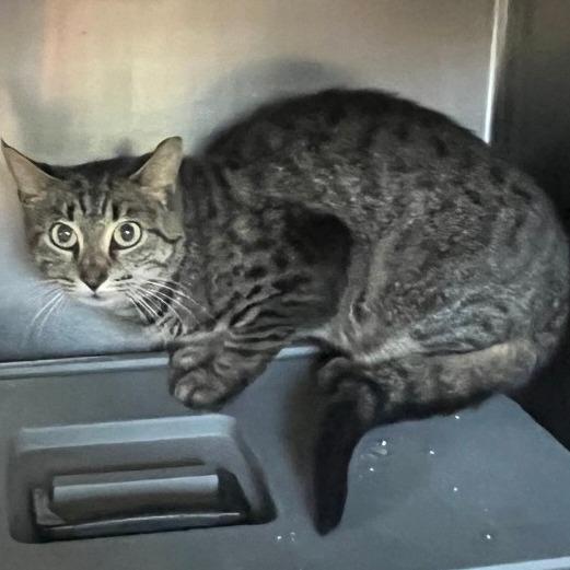 Esme, a Adoptable Domestic Short Hair in Easton, PA image 2/6