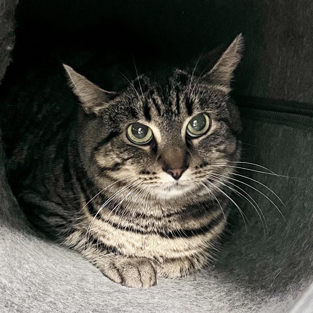Esme, a Adoptable Domestic Short Hair in Easton, PA image 5/6