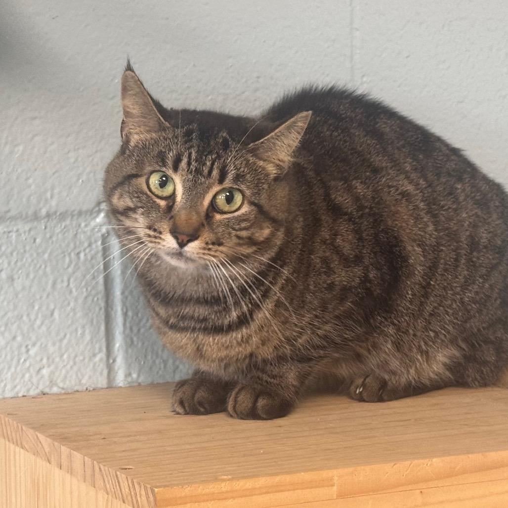 Enlarge Esme, a Adoptable Domestic Short Hair in Easton, PA image 5/6