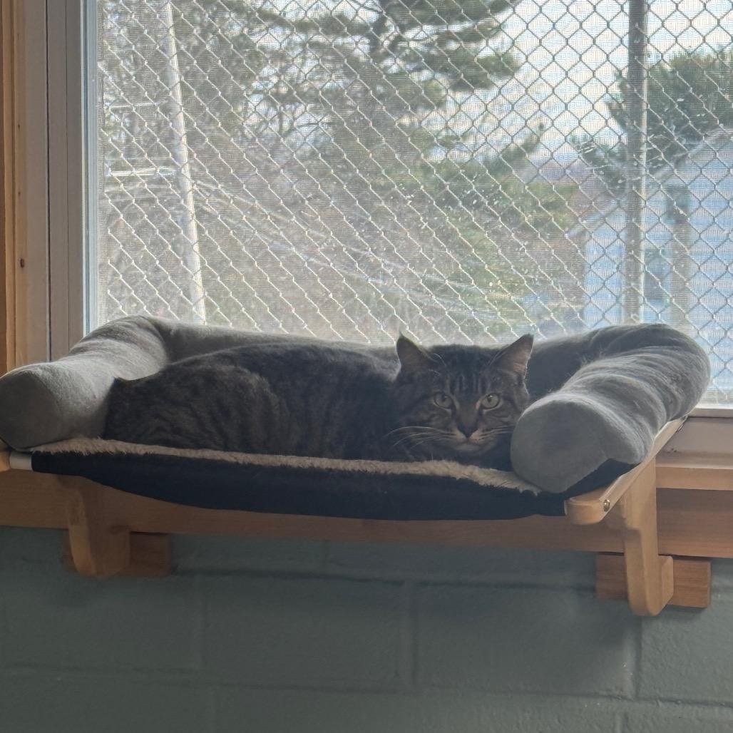 Esme, a Adoptable Domestic Short Hair in Easton, PA image 6/6