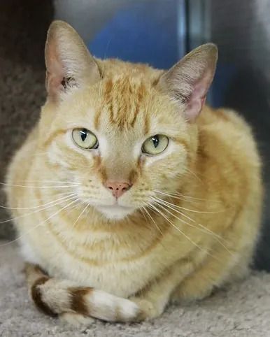 Enlarge Homer, a Adoptable Domestic Short Hair in Huntington, NY image 1/1