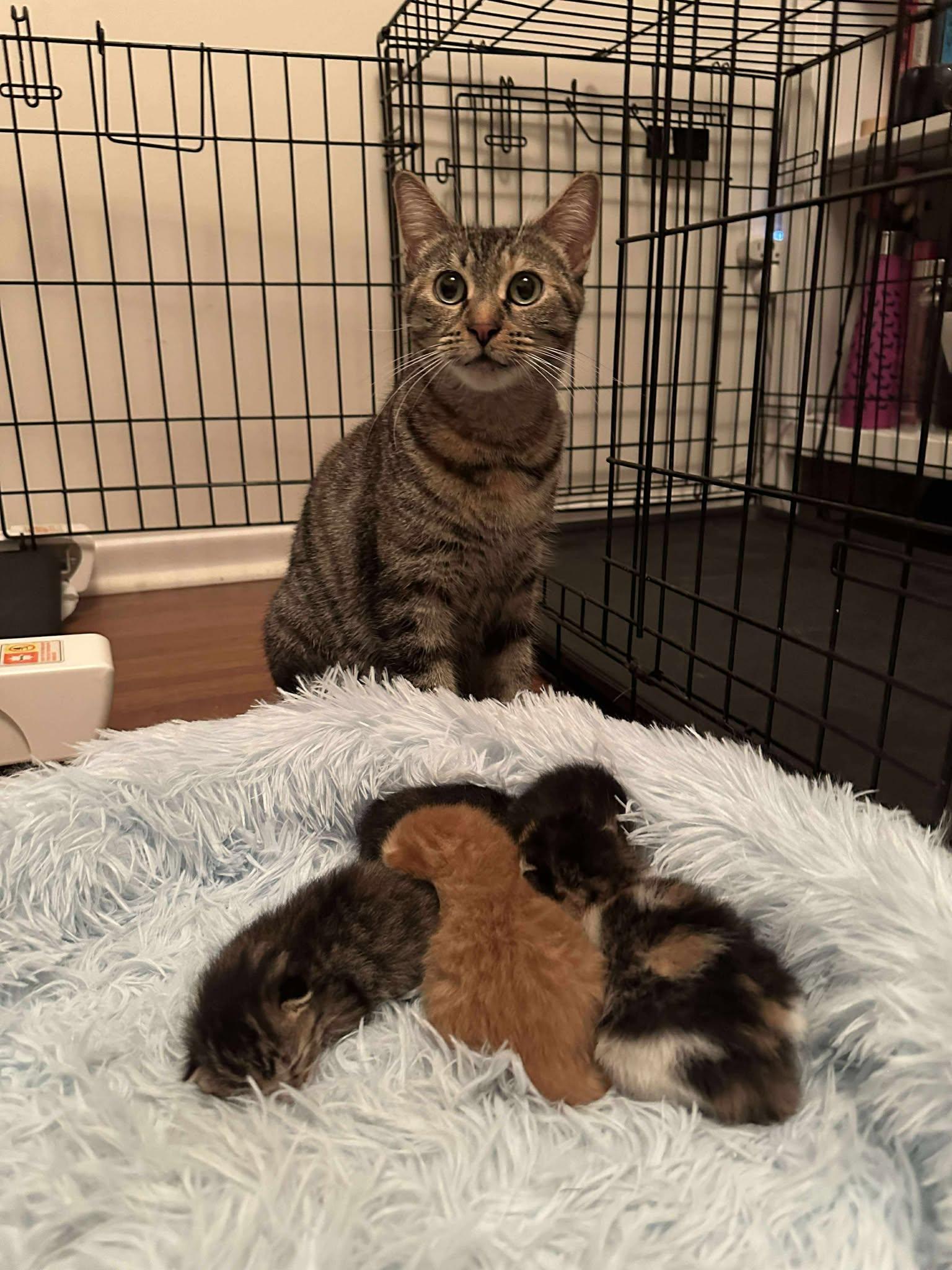 Lucy, Adoptable, Young Female Domestic Short Hair.