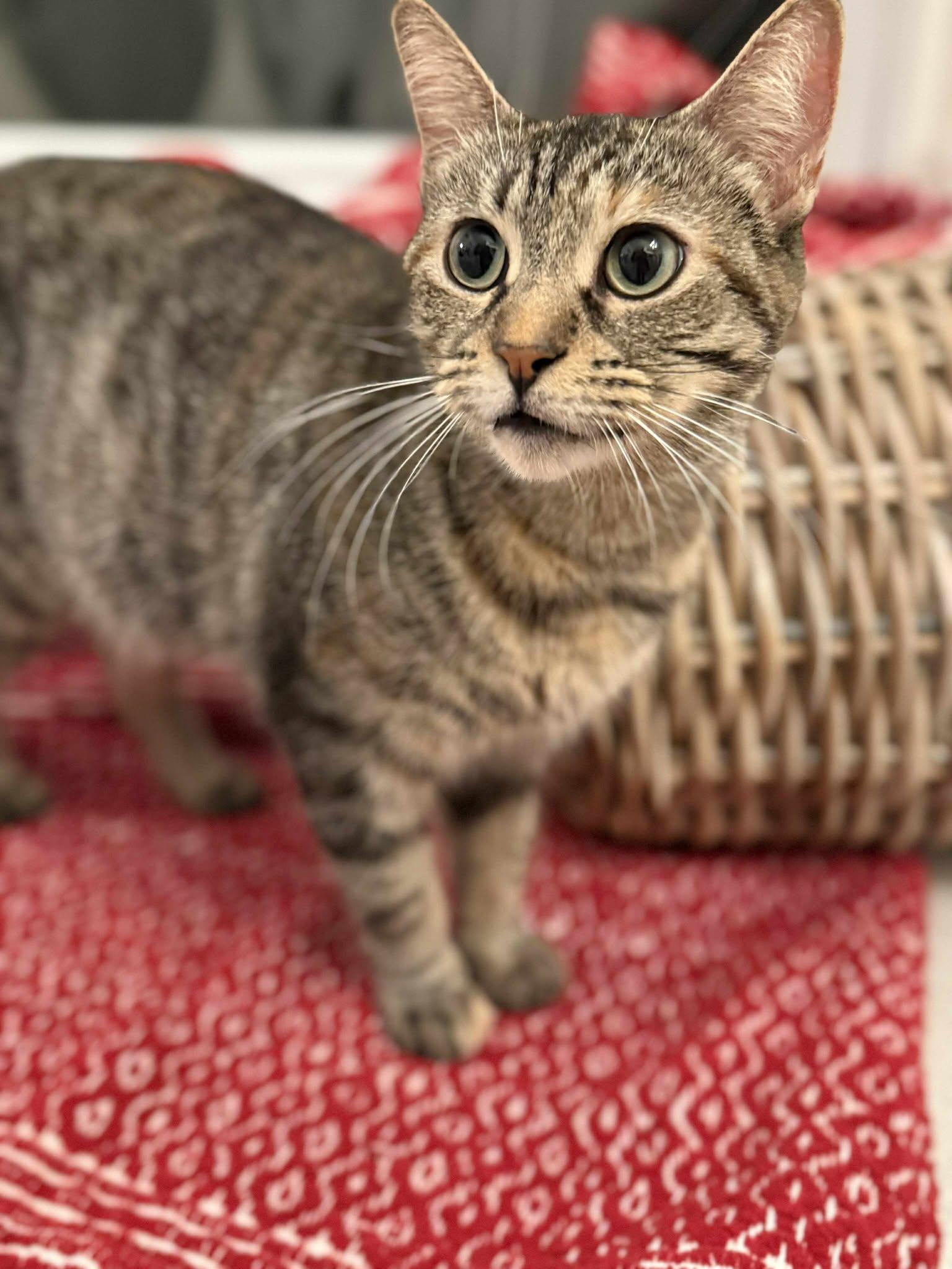 Lucy, a Adoptable Domestic Short Hair in London, ON image 2/4