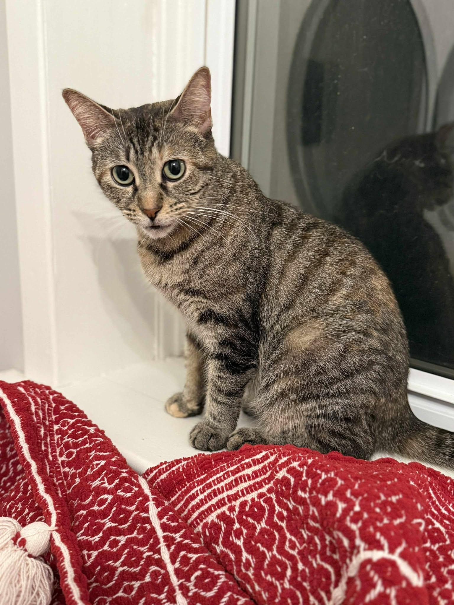 Lucy, a Adoptable Domestic Short Hair in London, ON image 4/4