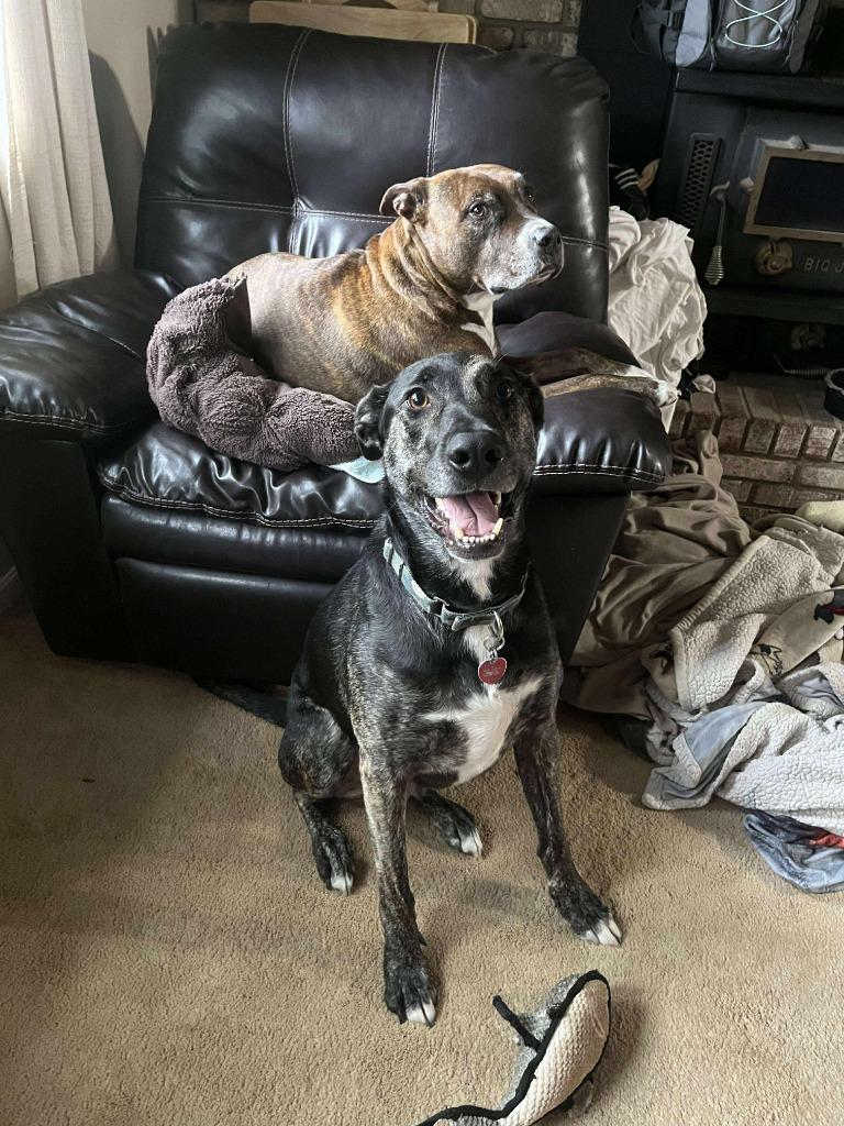 Eddie, Adoptable, Adult Male Plott Hound & Labrador Retriever.