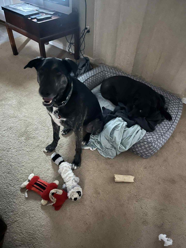 Eddie, Adoptable, Adult Male Plott Hound & Labrador Retriever.