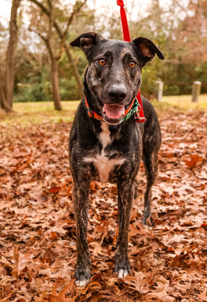 Enlarge Eddie, a Adoptable mixed breed in Raleigh, NC image 3/6