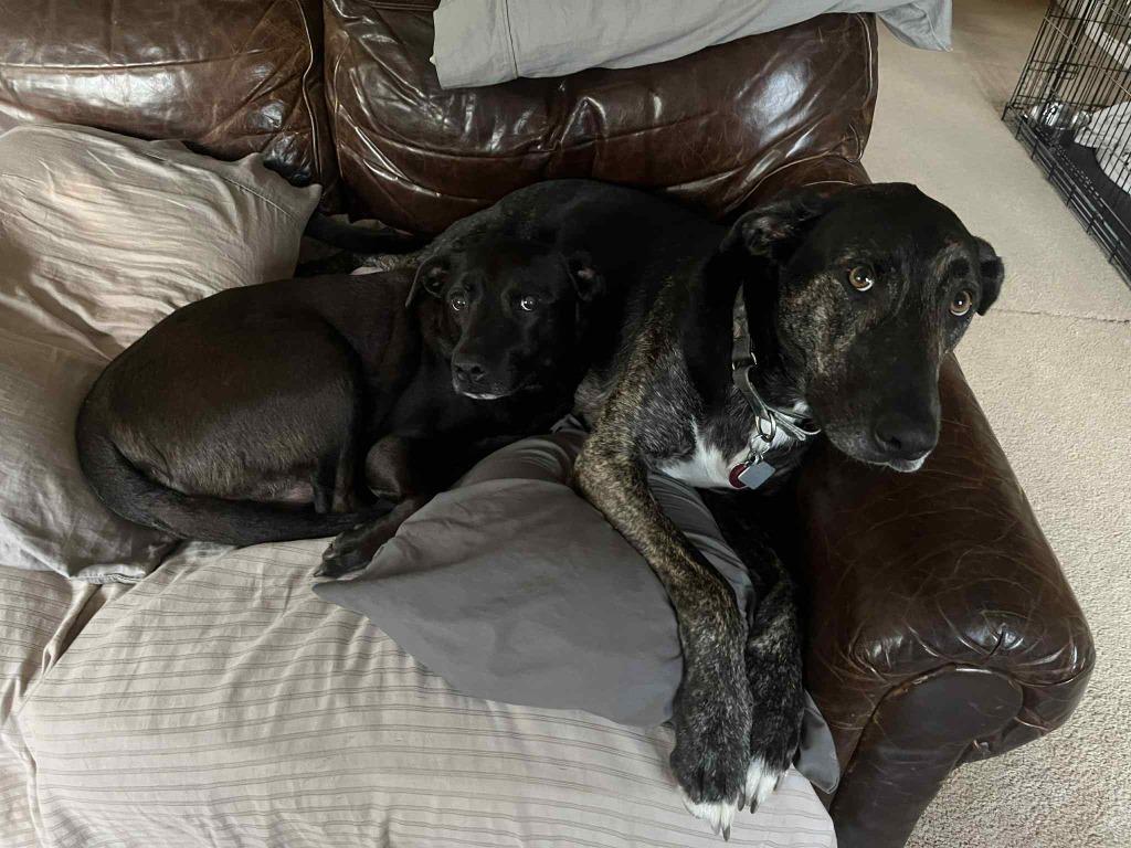 Enlarge Eddie, a Adoptable mixed breed in Raleigh, NC image 4/6