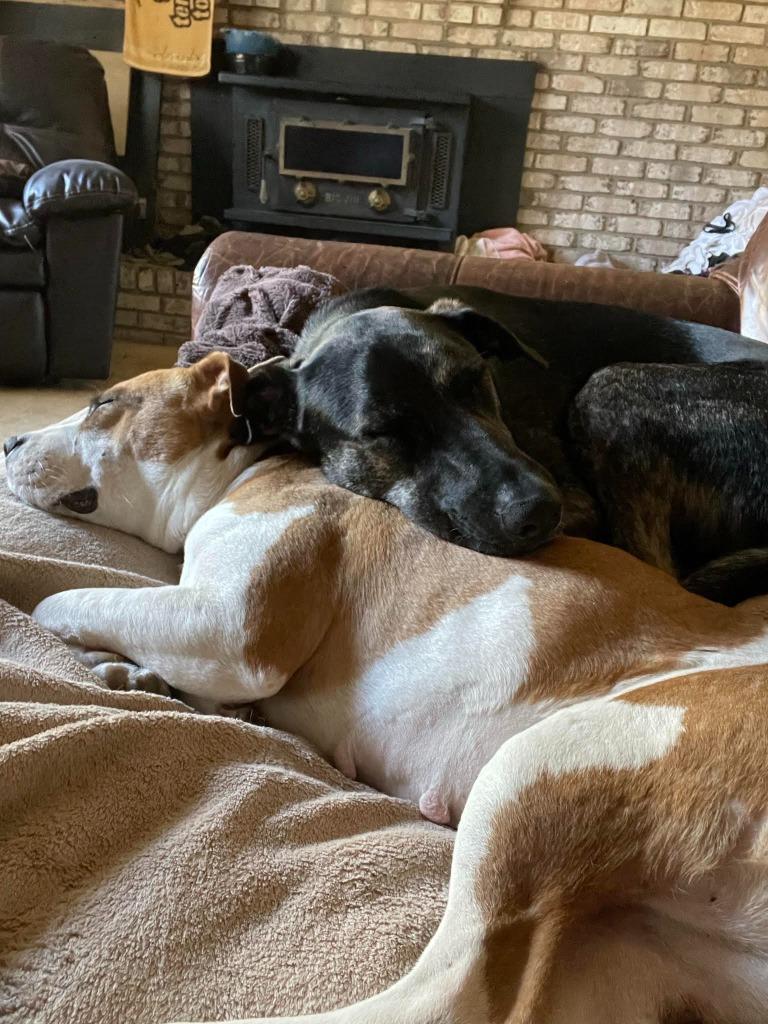 Enlarge Eddie, a Adoptable mixed breed in Raleigh, NC image 5/6