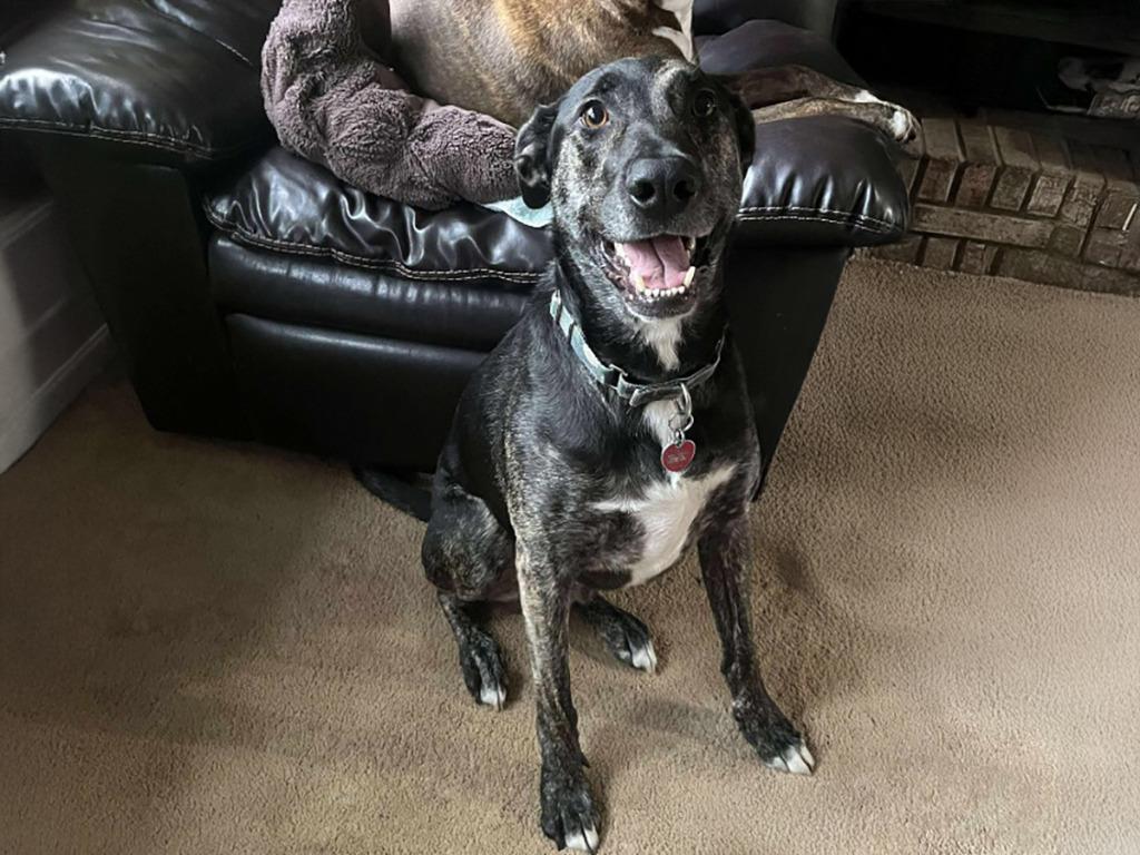 Enlarge Eddie, a Adoptable mixed breed in Raleigh, NC image 6/6