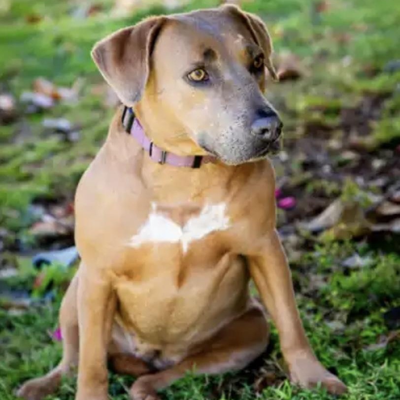 Poppy, a Adoptable Staffordshire Bull Terrier in Santa Monica, CA image 4/5
