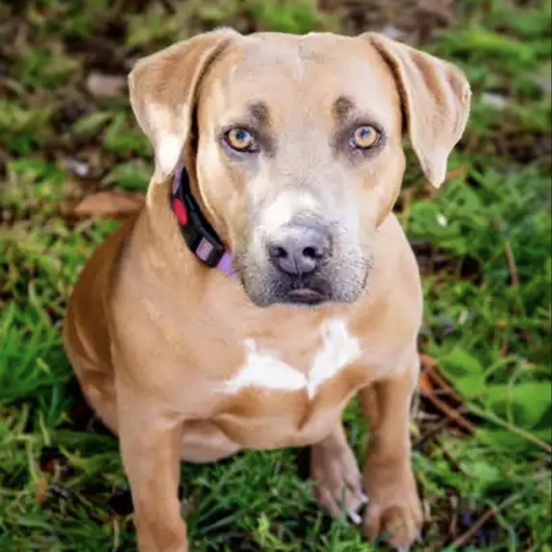 Poppy, a Adoptable Staffordshire Bull Terrier in Santa Monica, CA image 1/5