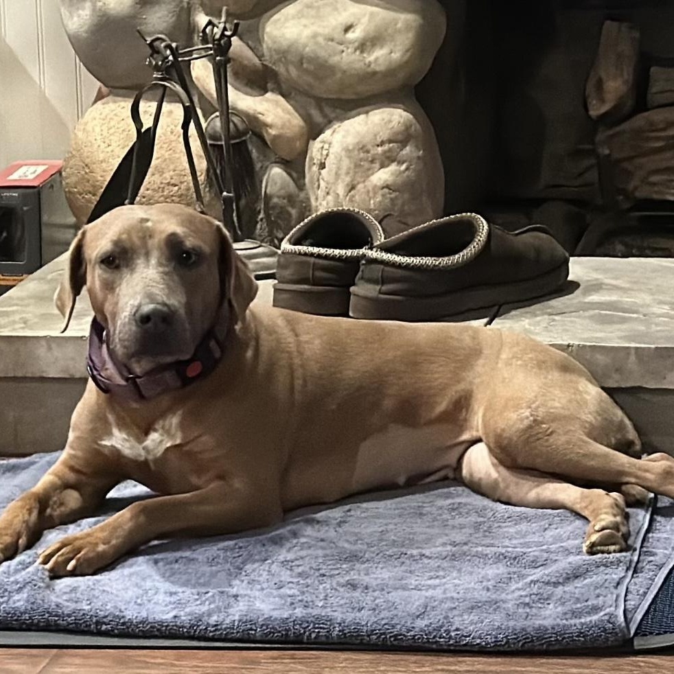 Enlarge Poppy, a Adoptable Staffordshire Bull Terrier in Santa Monica, CA image 3/6