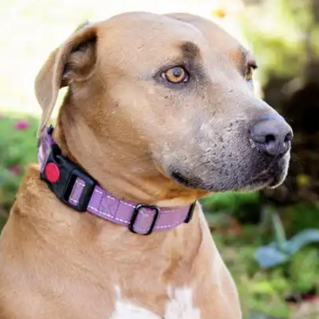 Poppy, a Adoptable Staffordshire Bull Terrier in Santa Monica, CA image 3/5