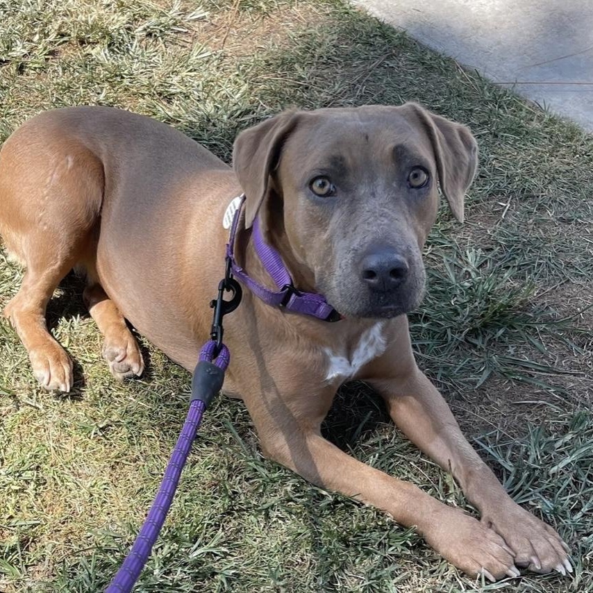Enlarge Poppy, a Adoptable Staffordshire Bull Terrier in Santa Monica, CA image 5/6