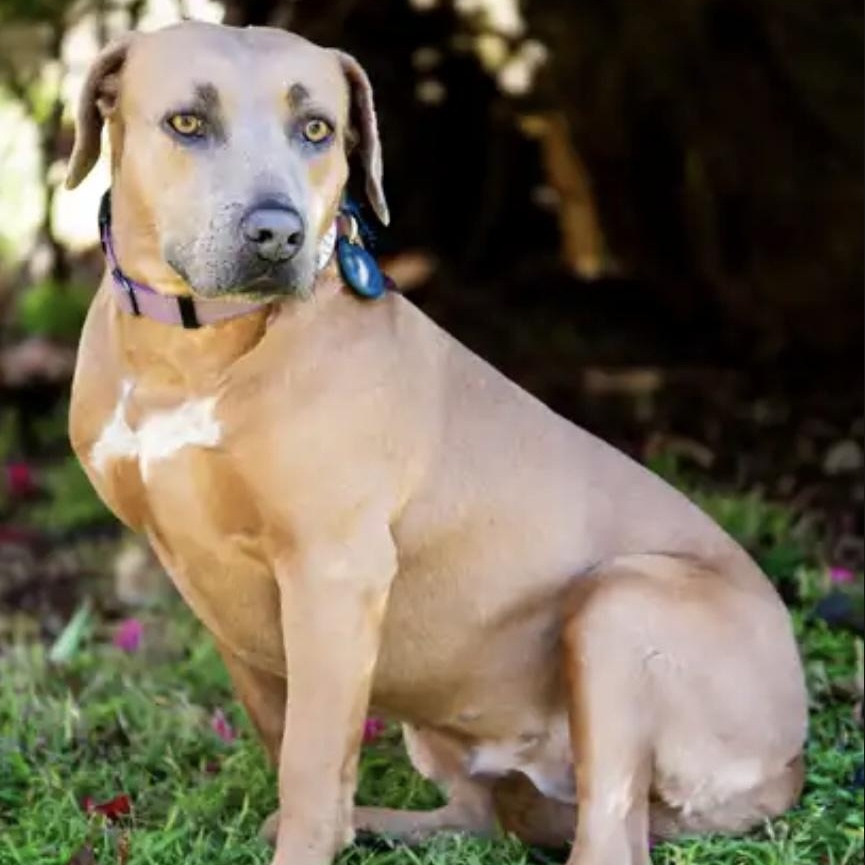 Poppy, a Adoptable Staffordshire Bull Terrier in Santa Monica, CA image 2/5