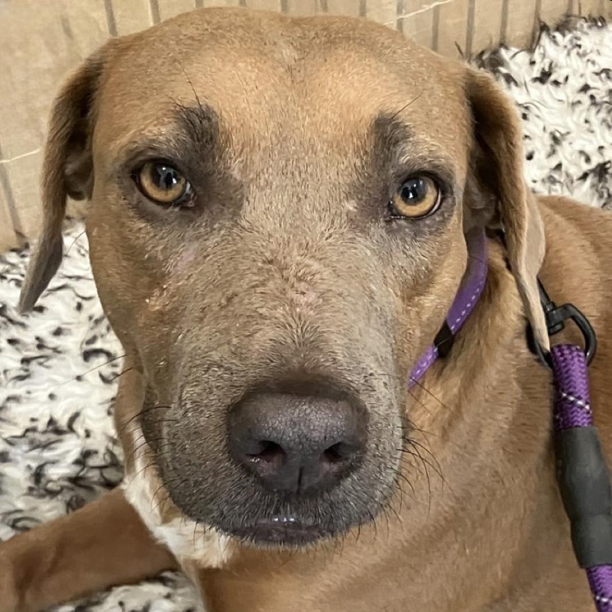 Enlarge Poppy, a Adoptable Staffordshire Bull Terrier in Santa Monica, CA image 2/6