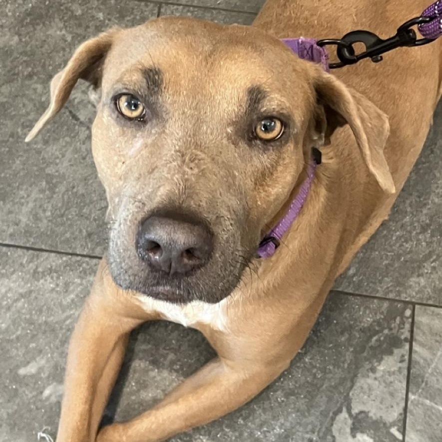 Enlarge Poppy, a Adoptable Staffordshire Bull Terrier in Santa Monica, CA image 1/6